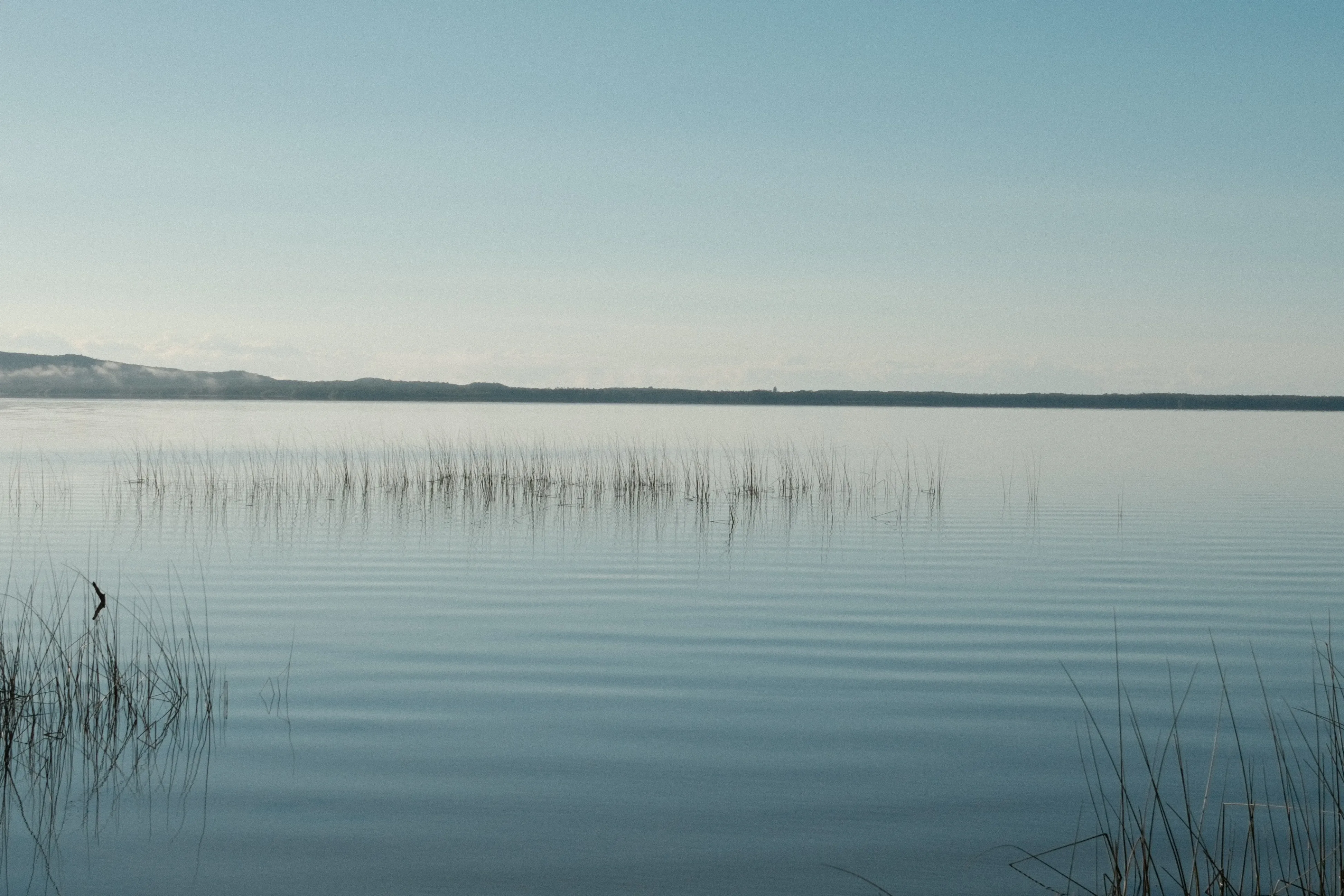 Still water with grass