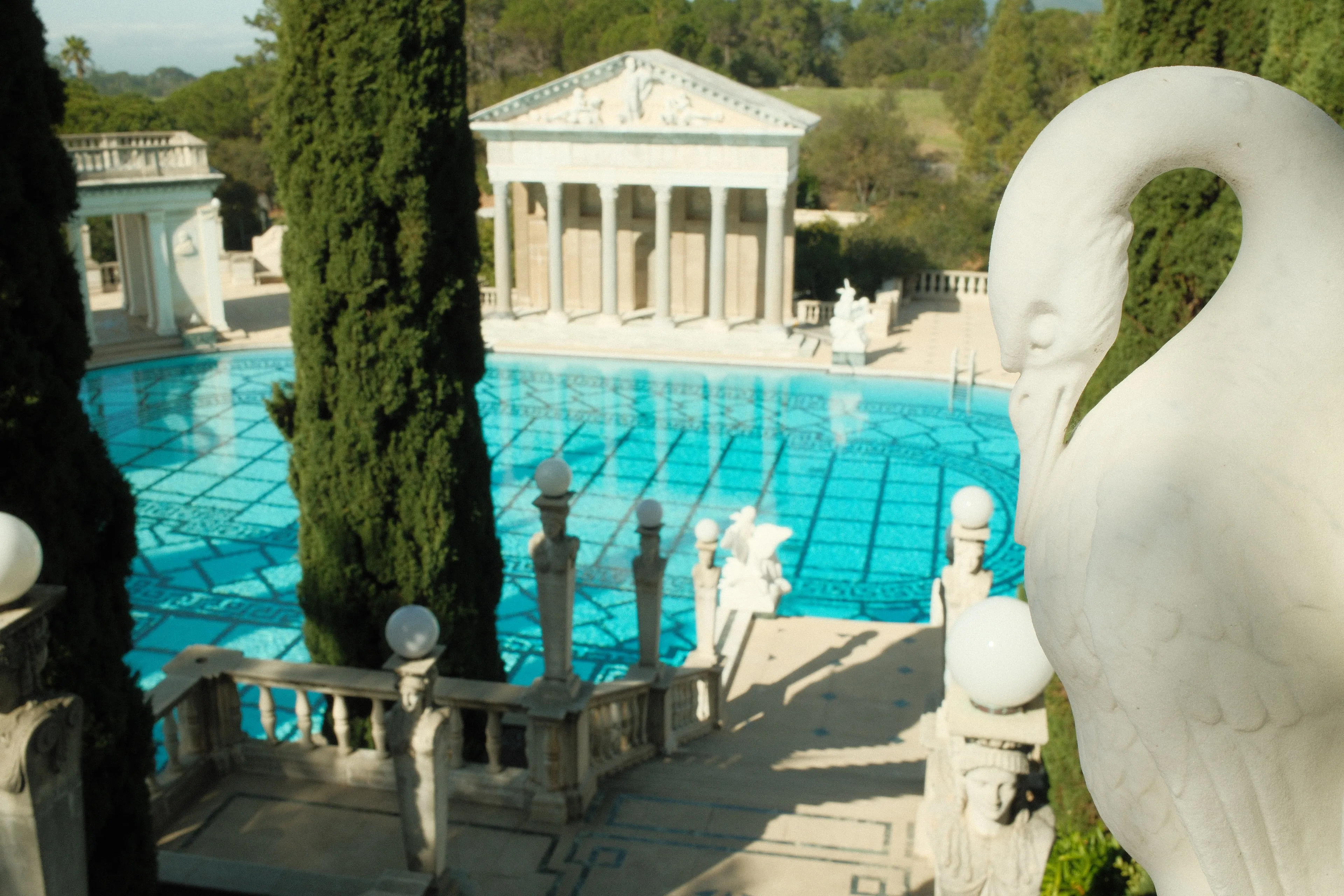 Swan overlooking pool