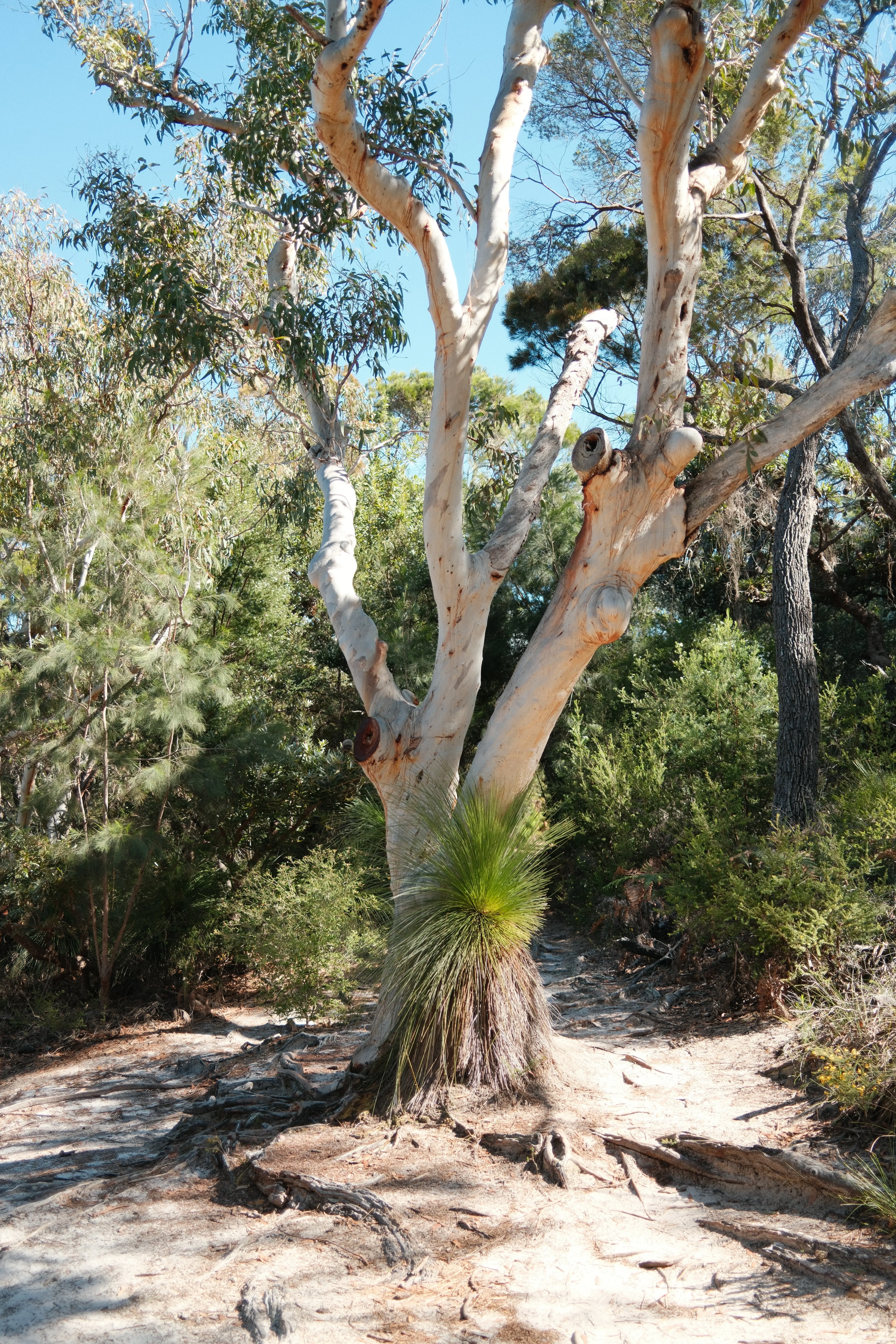 Scribbly gum and grass tree