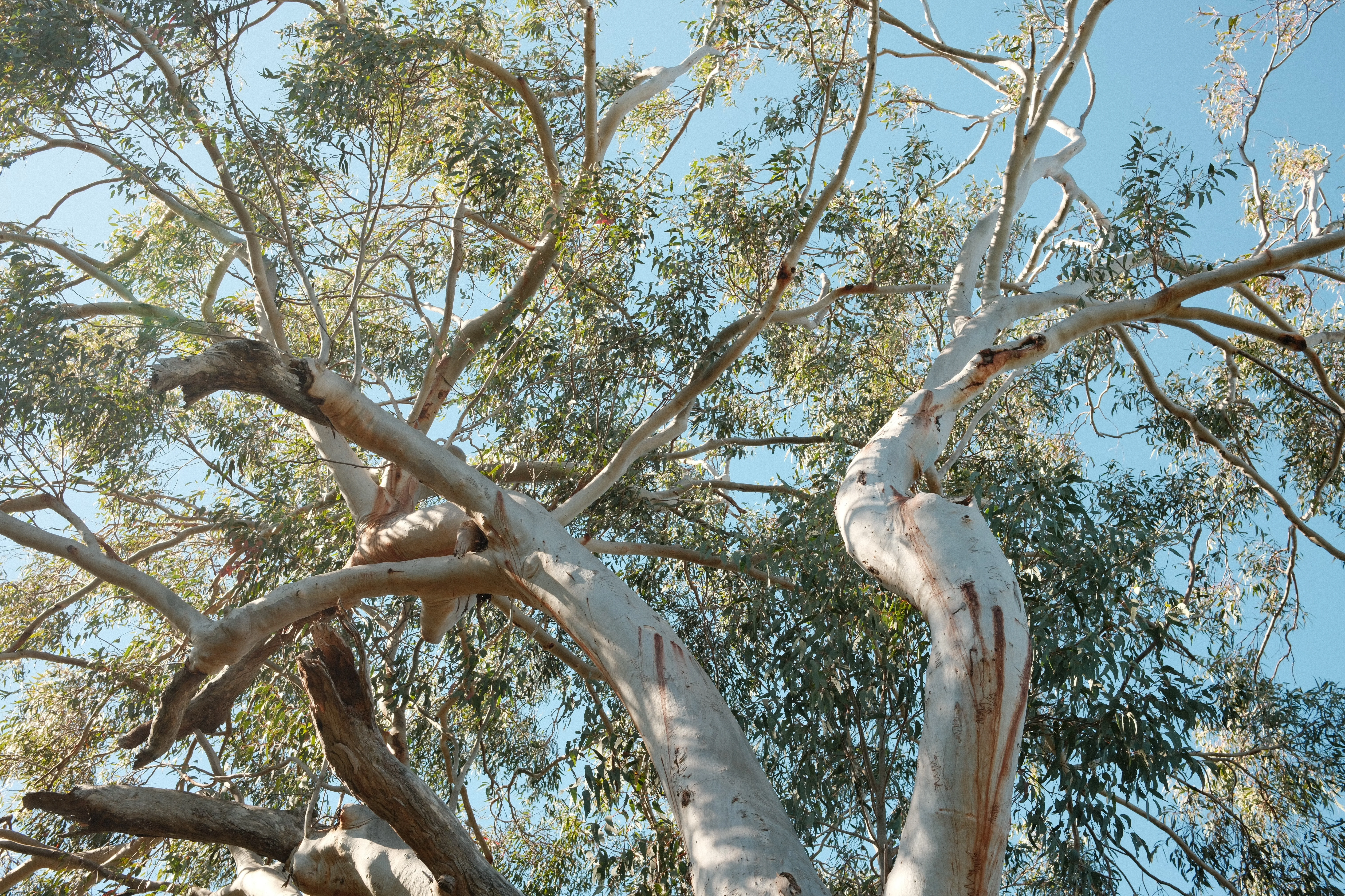 Scribbly gum upward