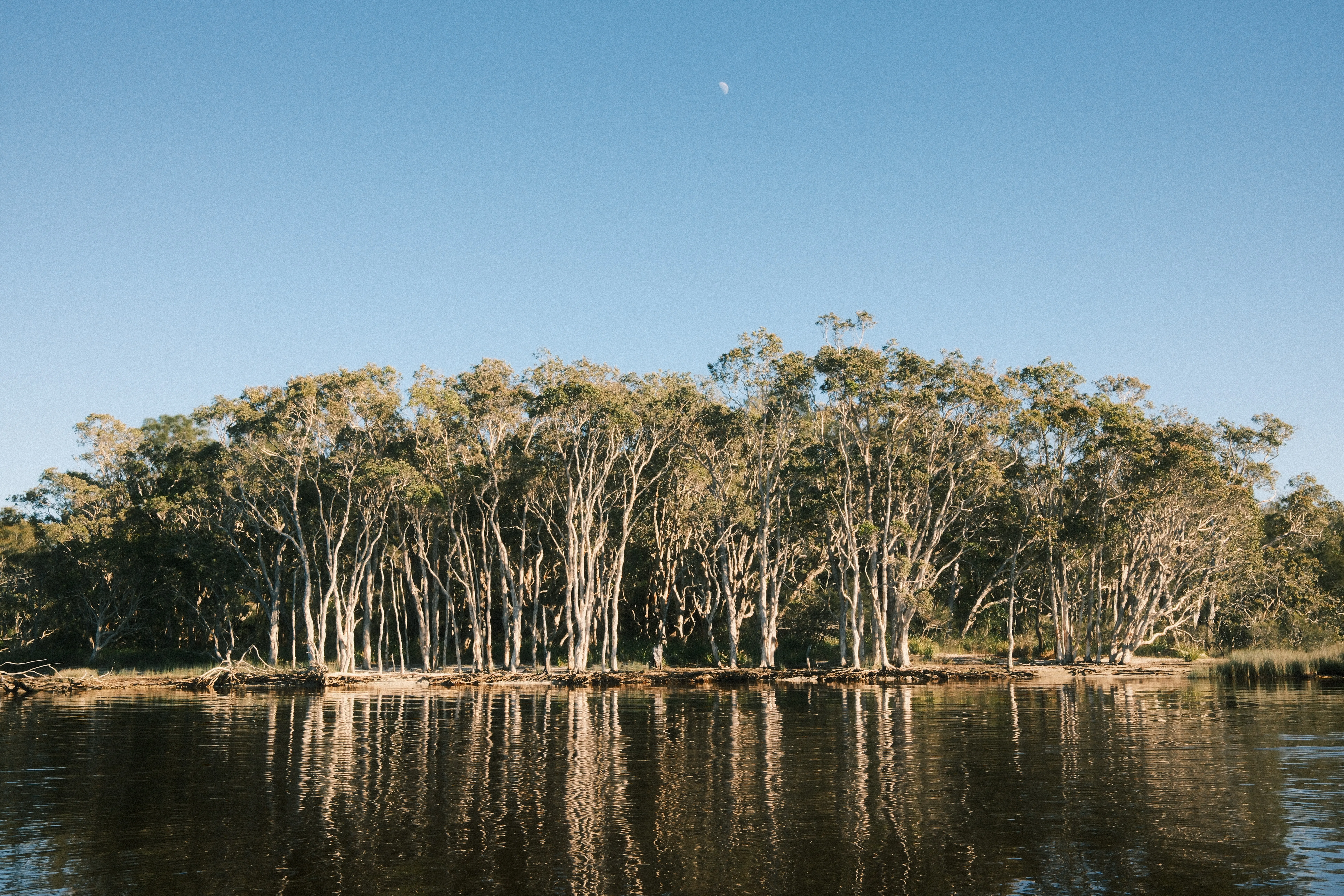 Paperbark and moon