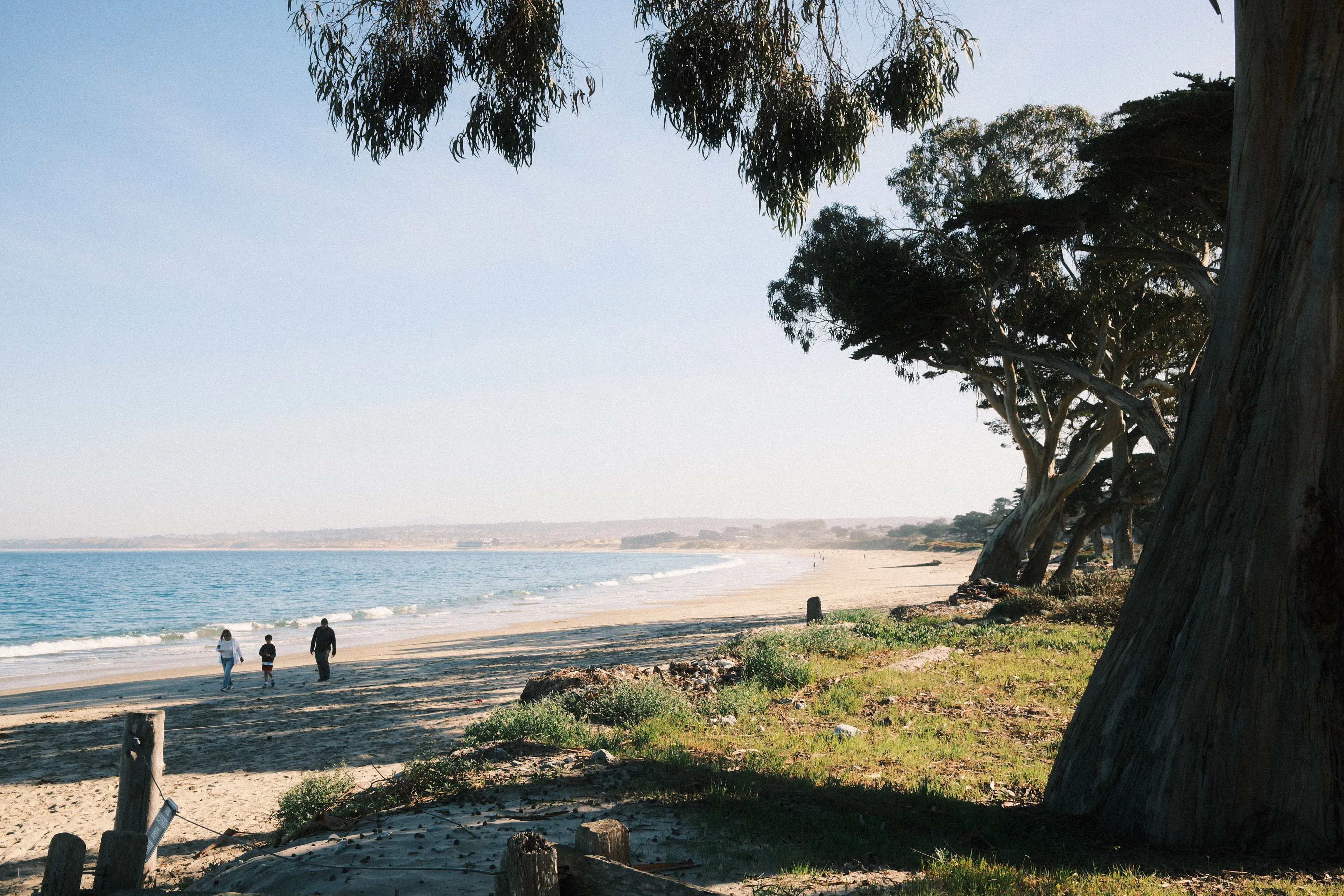 Beach walk with trees