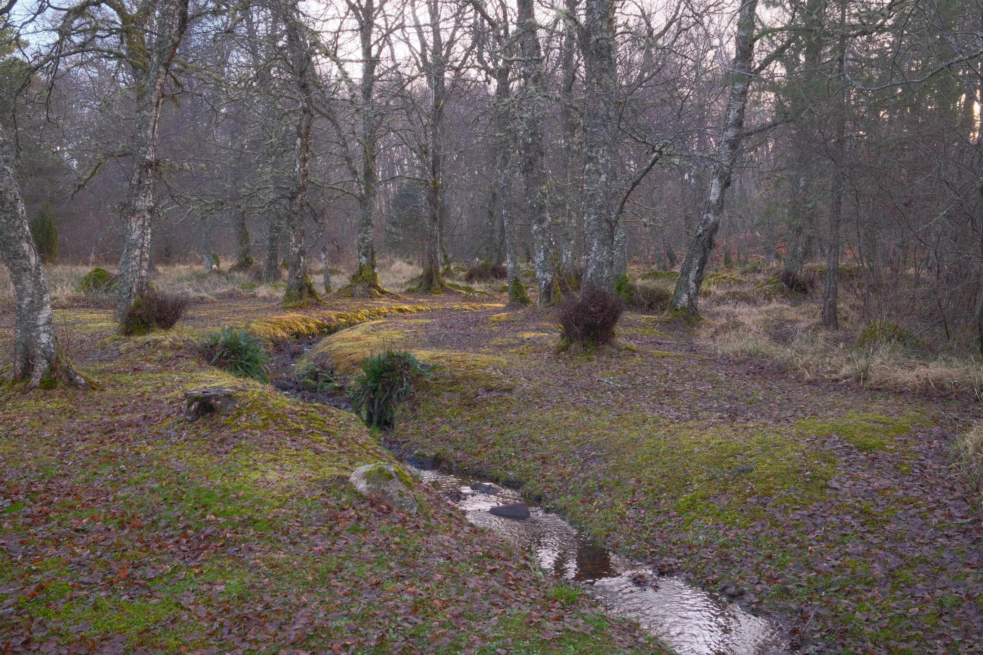 Birch woodland with winding stream