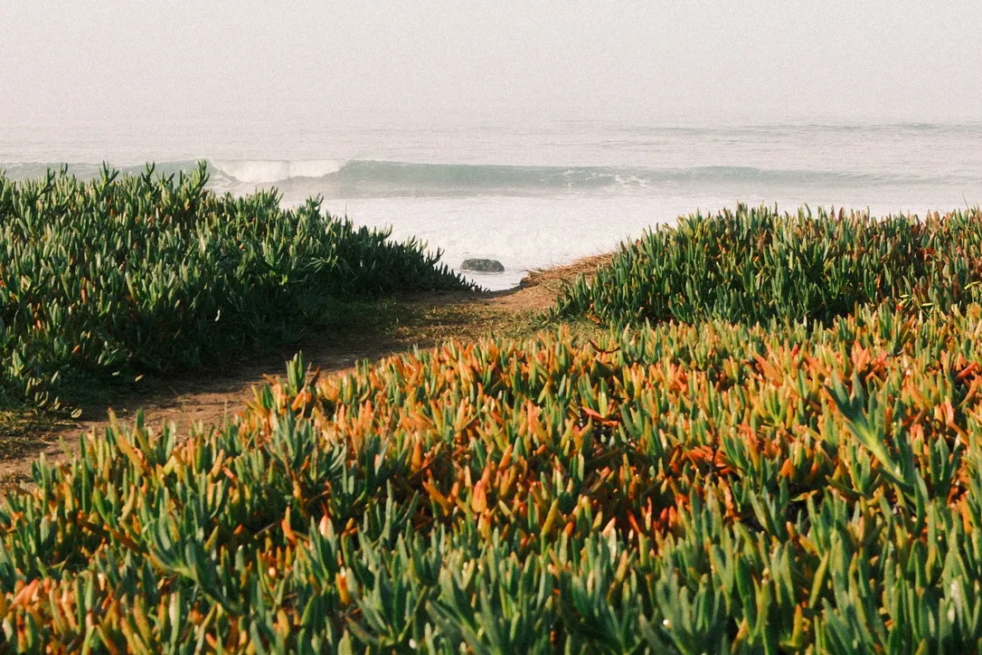 Path through ice plant to the ocean
