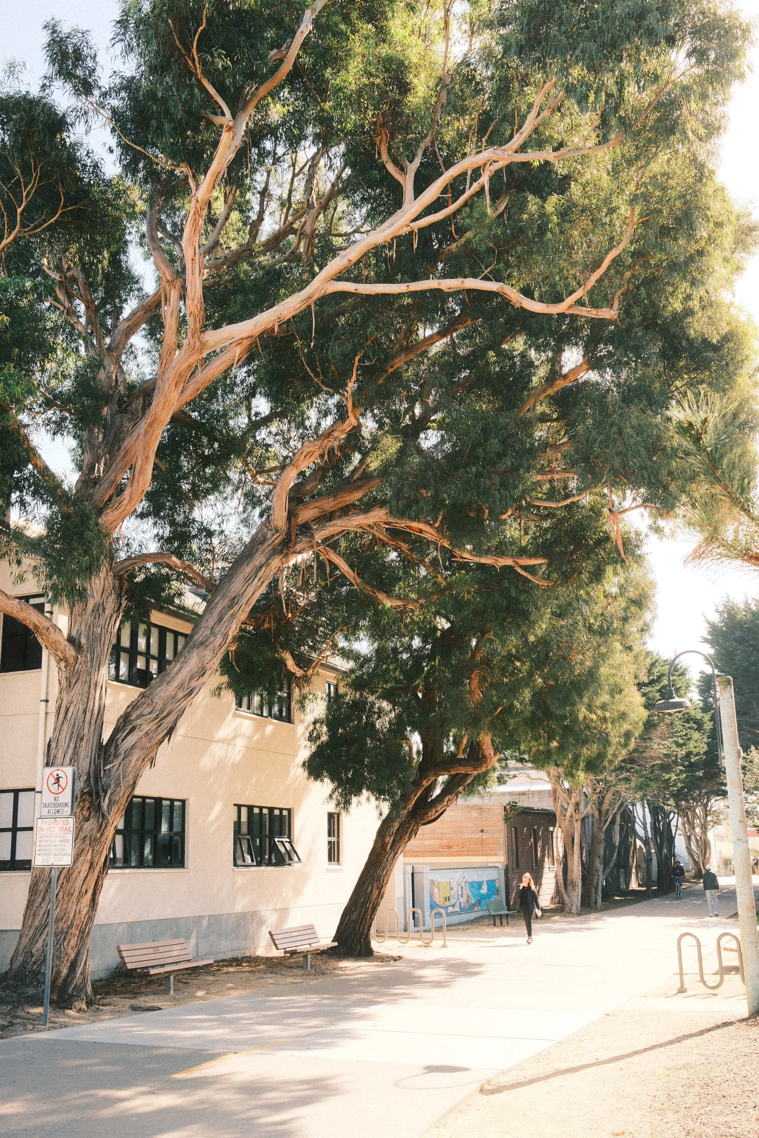 Eucalyptus path and benches
