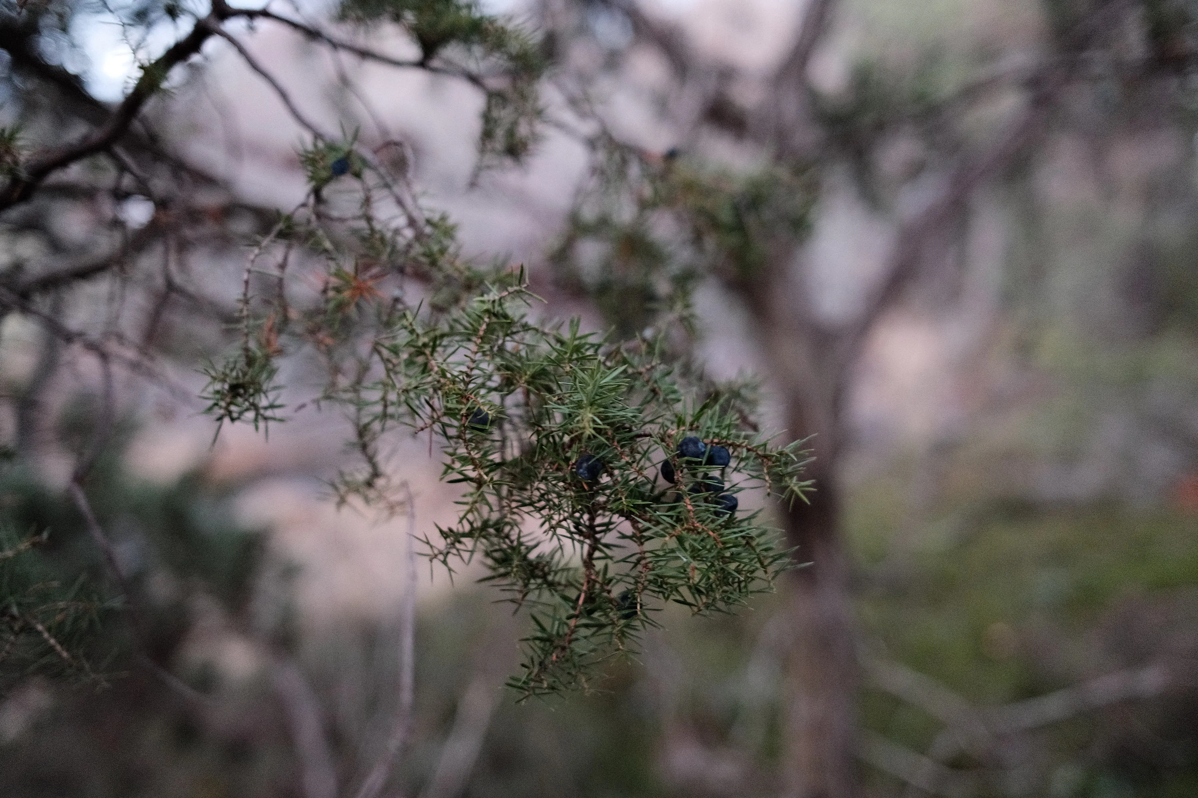 Juniper berries on branch