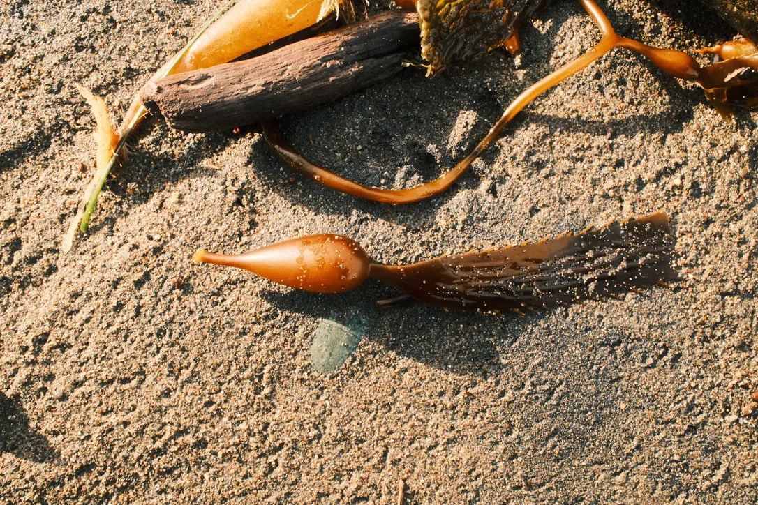 Kelp and driftwood on the sand