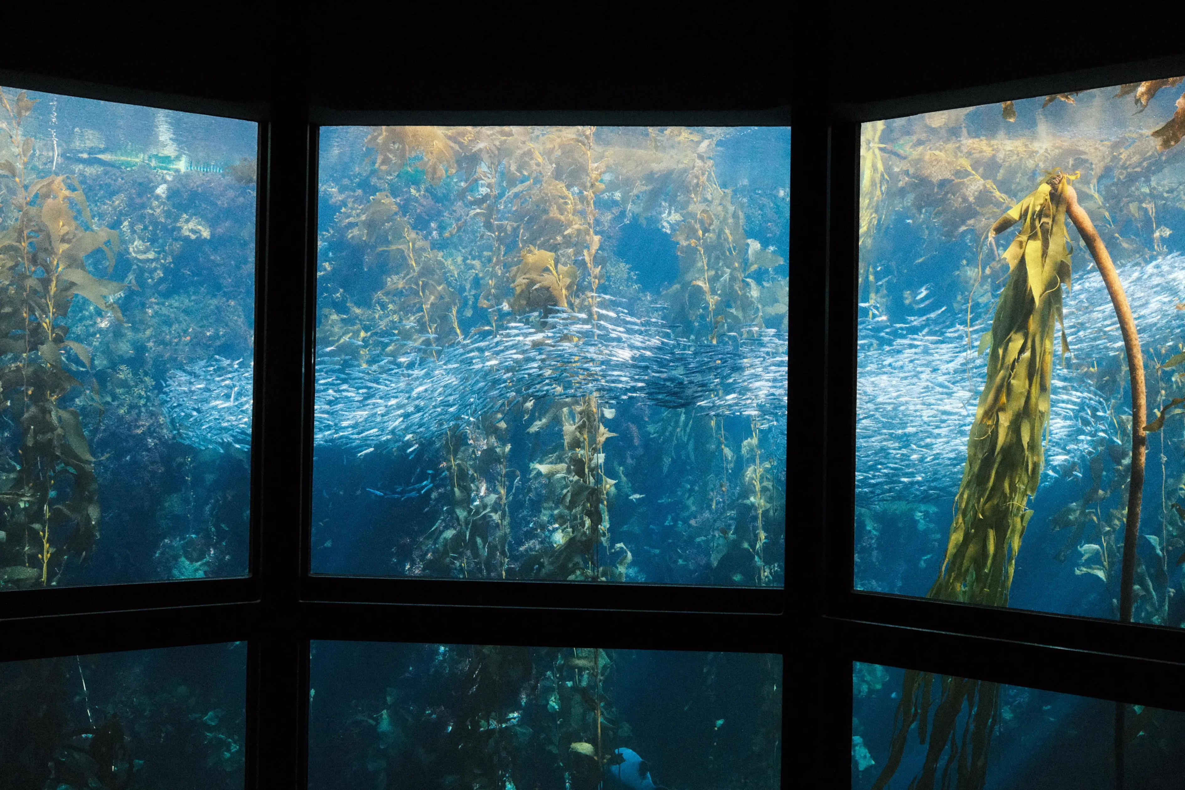 Kelp forest and sardines