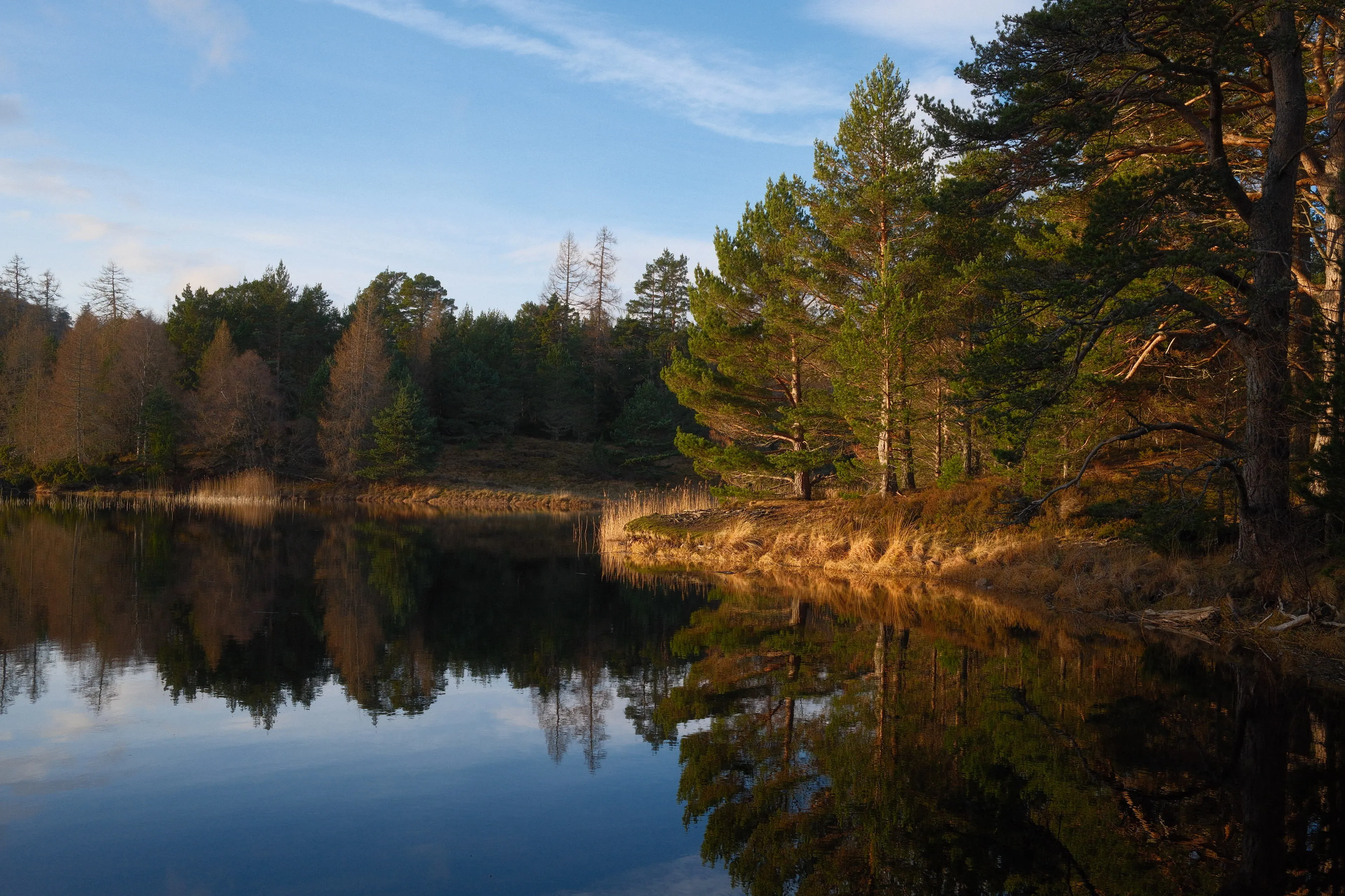 Loch with pine forest reflections