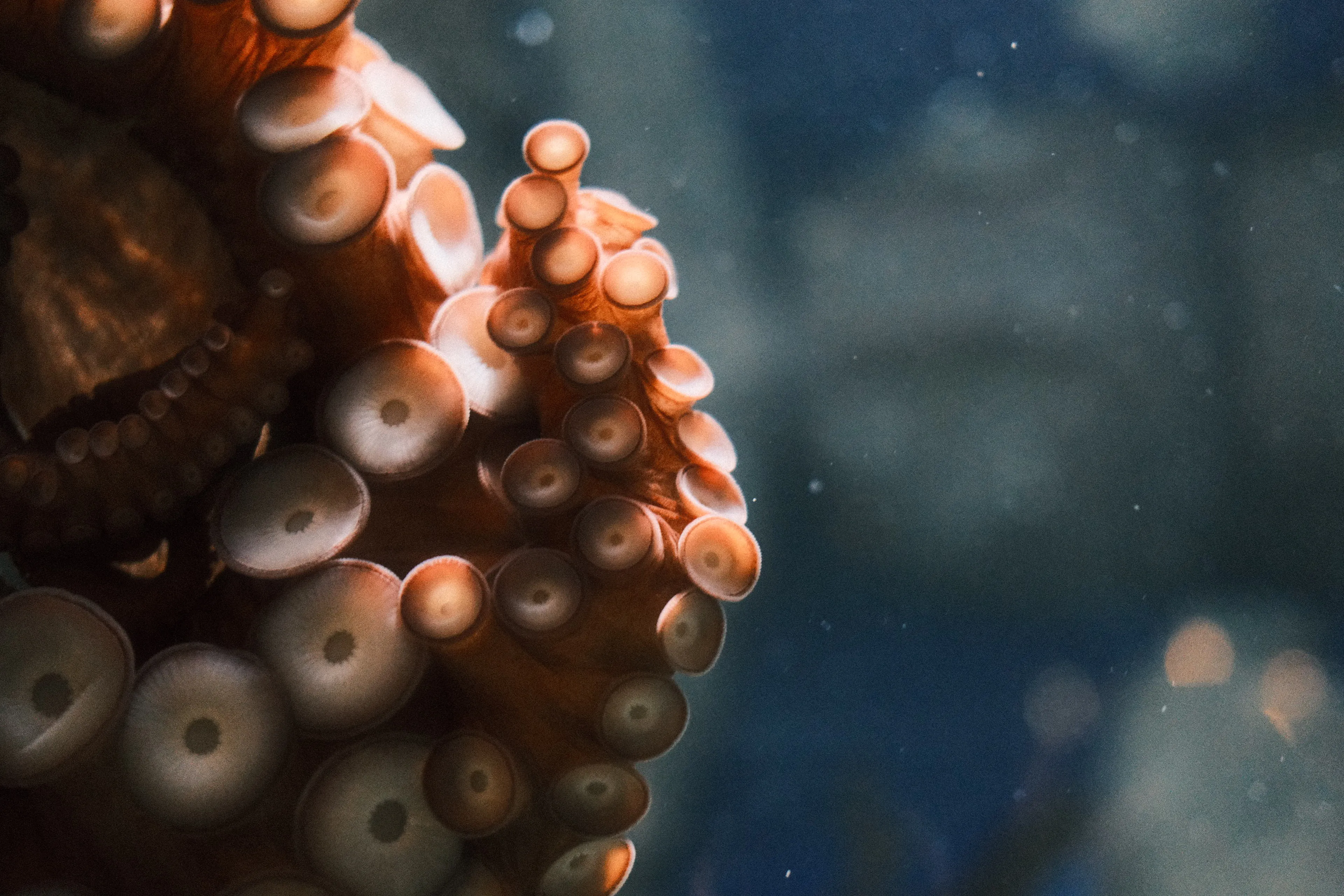 Octopus tentacle suckers