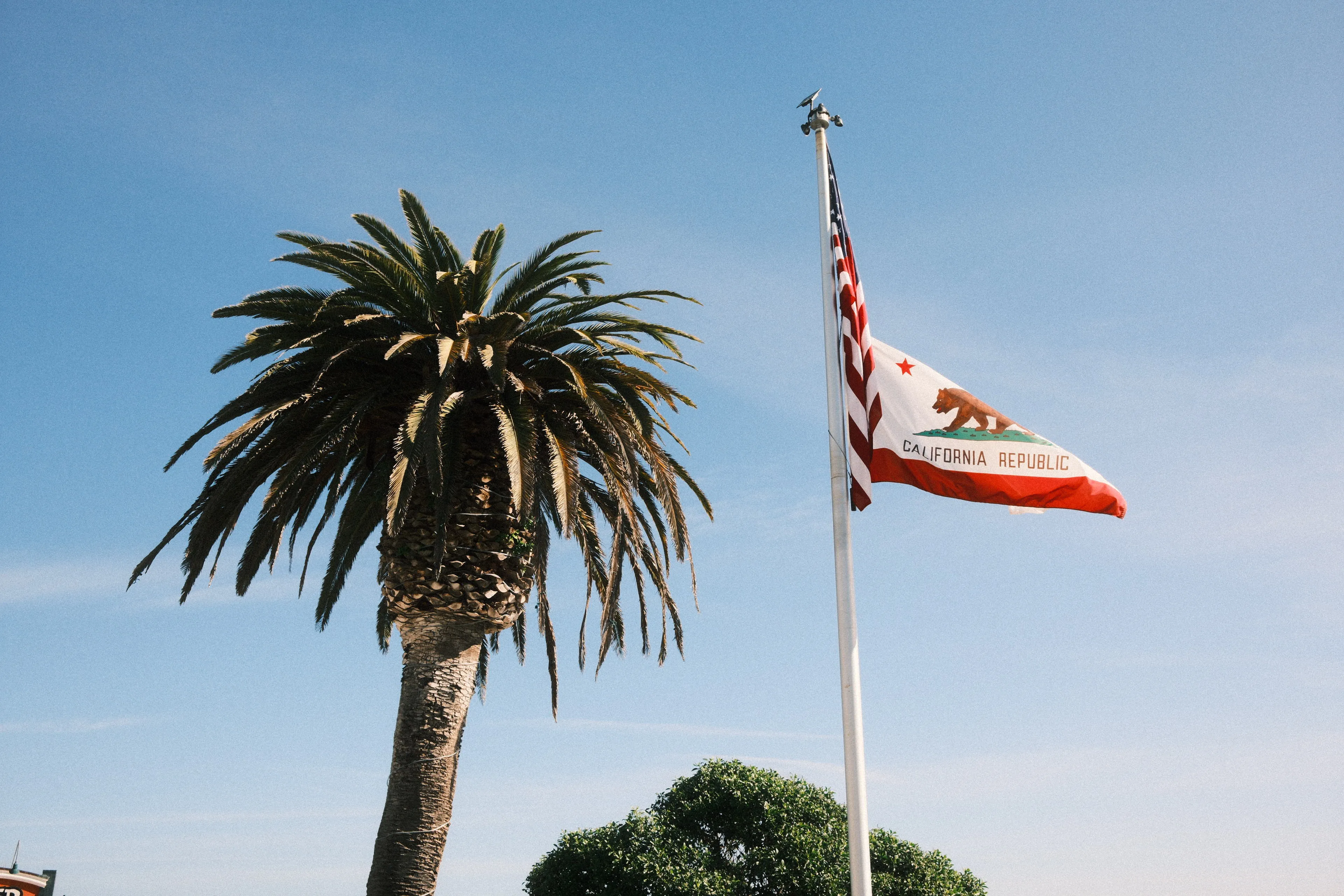 Palm and California flag