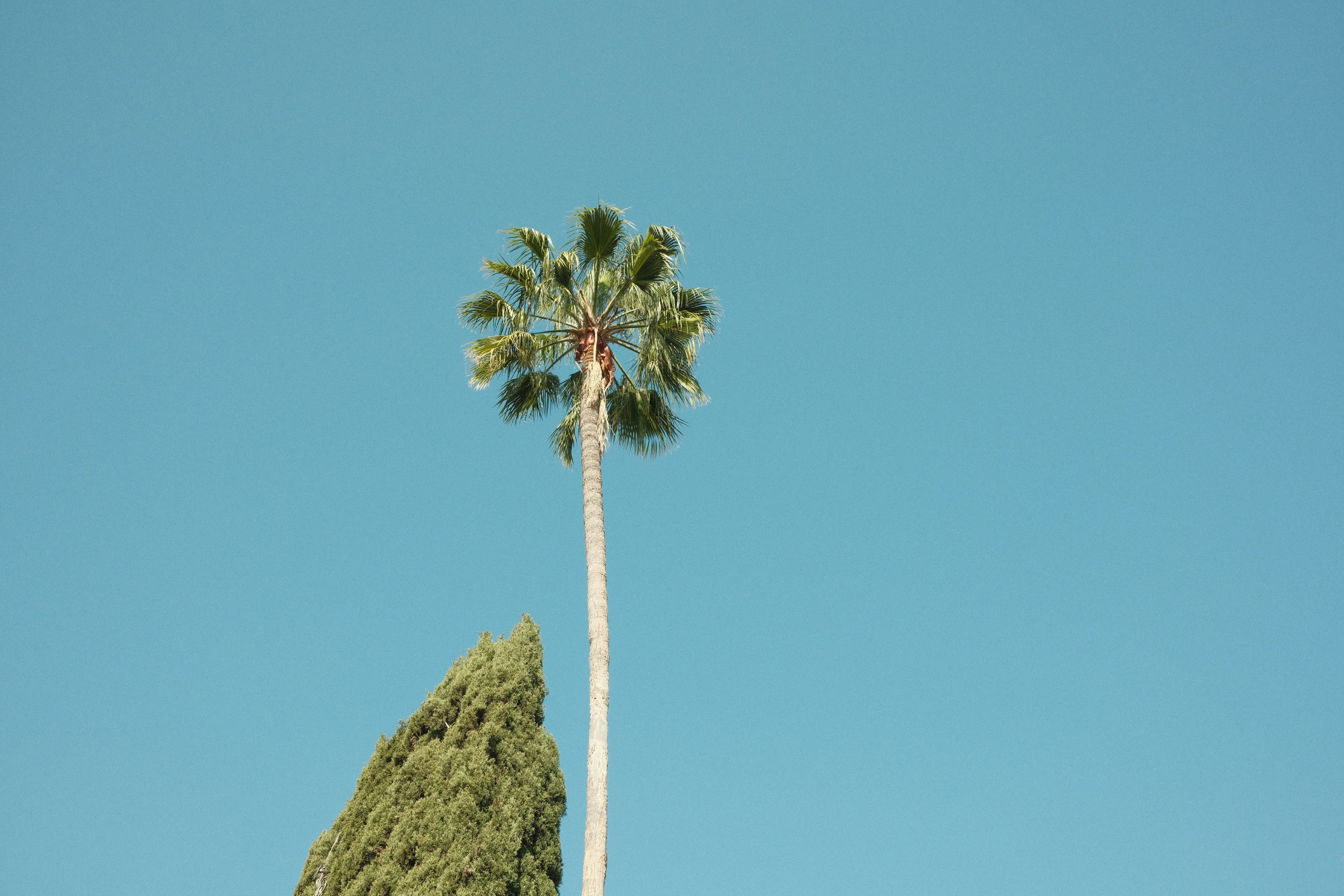 Palm tree and cypress against blue sky