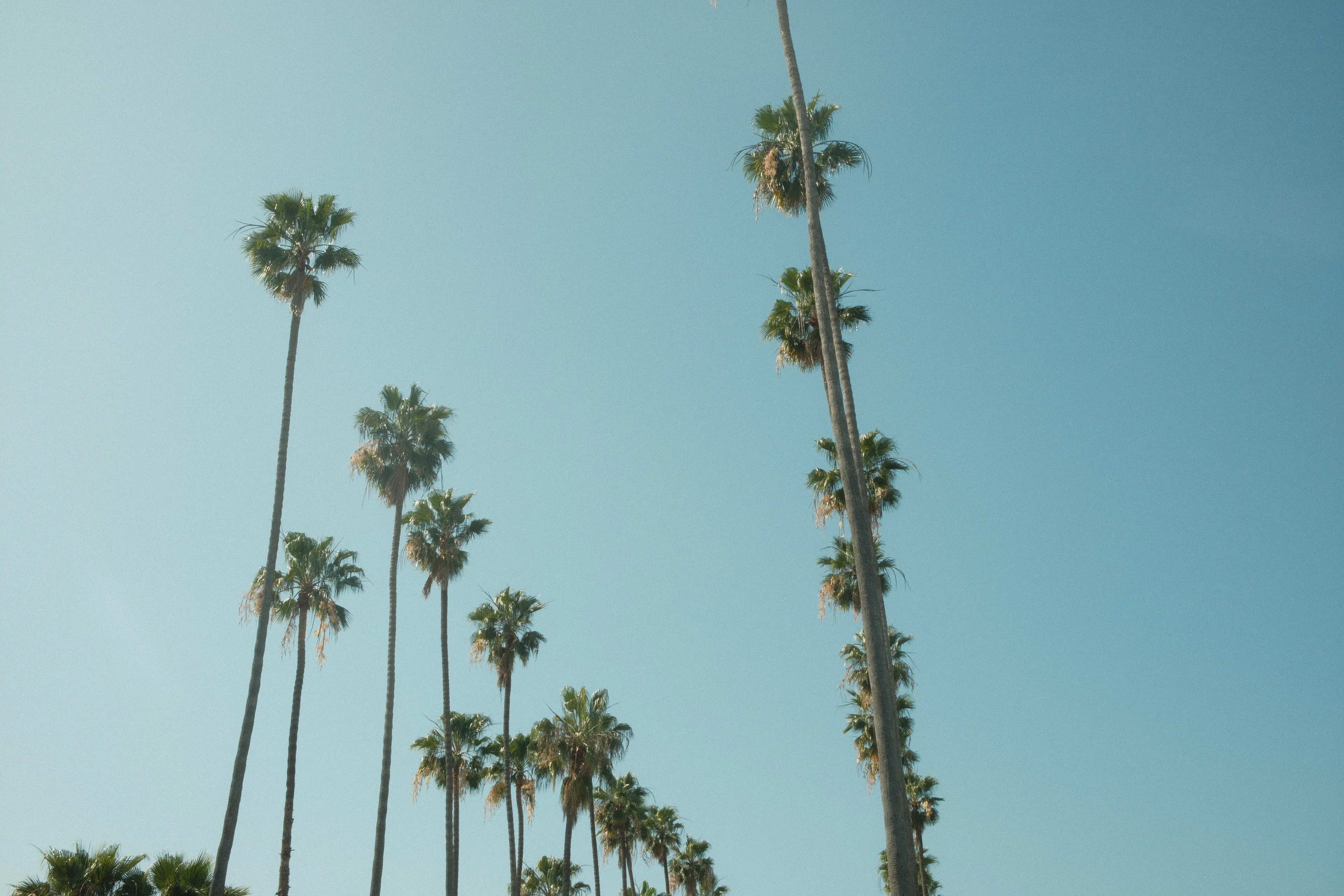 Row of palm trees