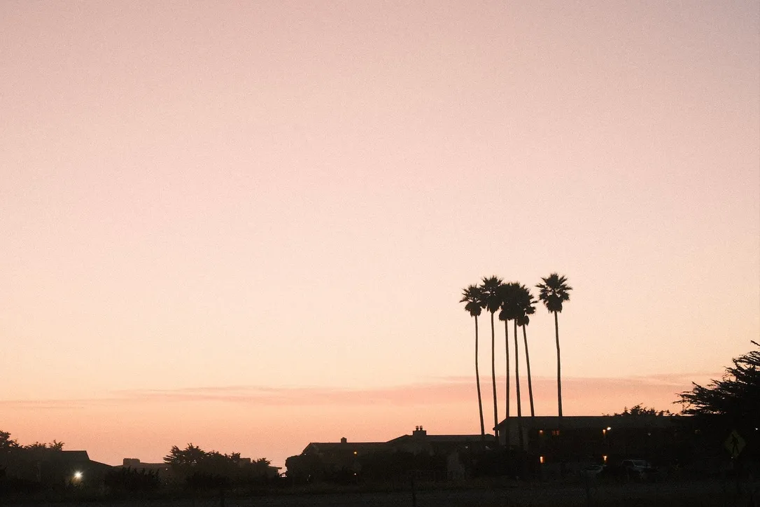 Palms and buildings at dusk