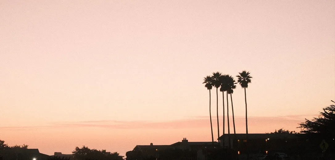 Palms and buildings at dusk