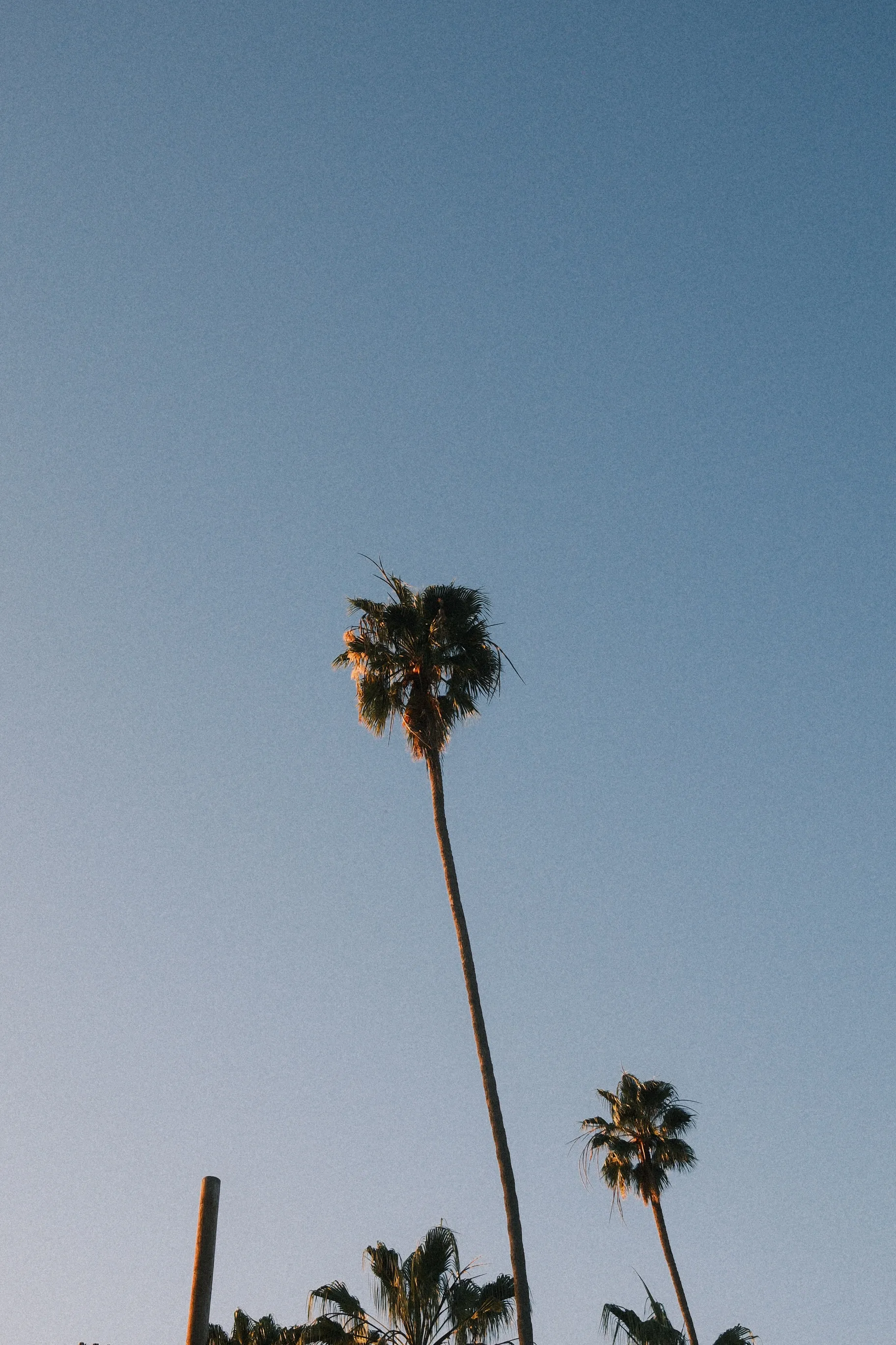 Palm trees silhouetted against dusky sky