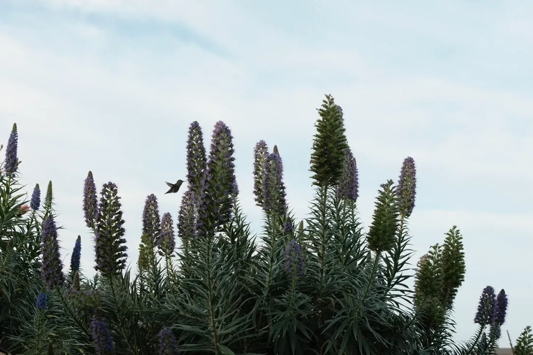 Pride of Madeira with hummingbird