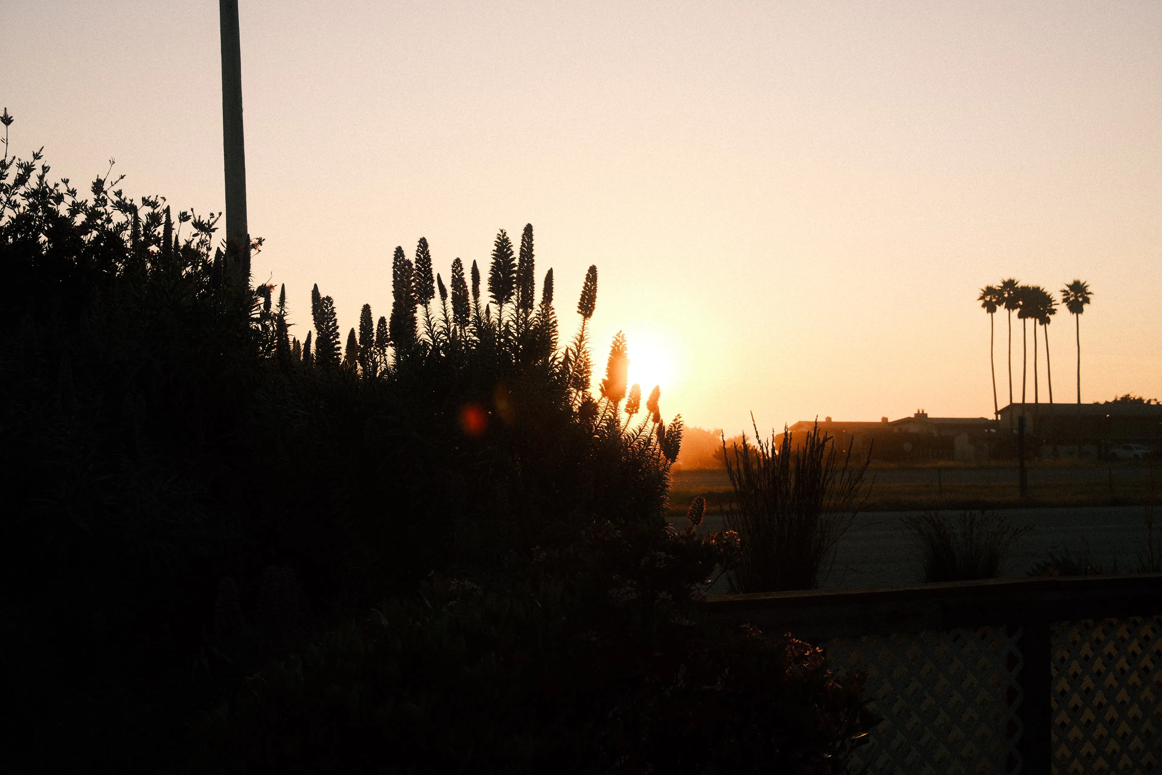 Sunset through Pride of Madeira