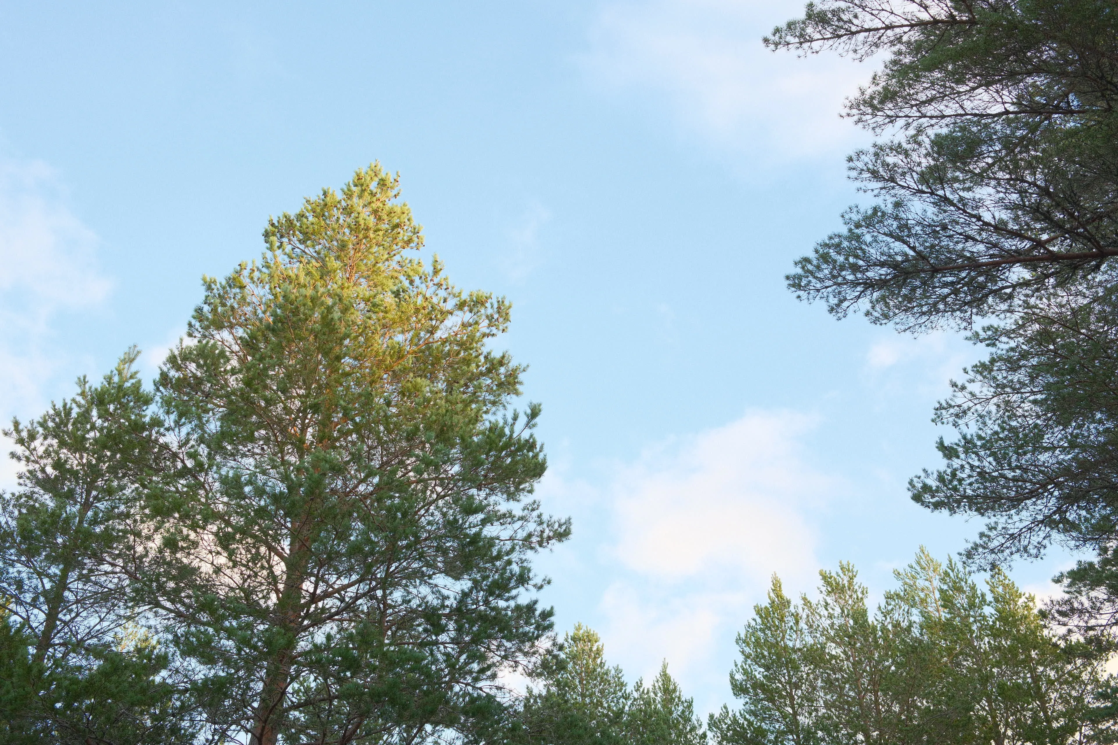 Scots pines against winter sky